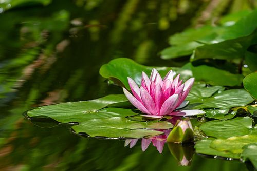 Wunderschöne Seerose