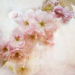 Sakura by Claudia Moeckel