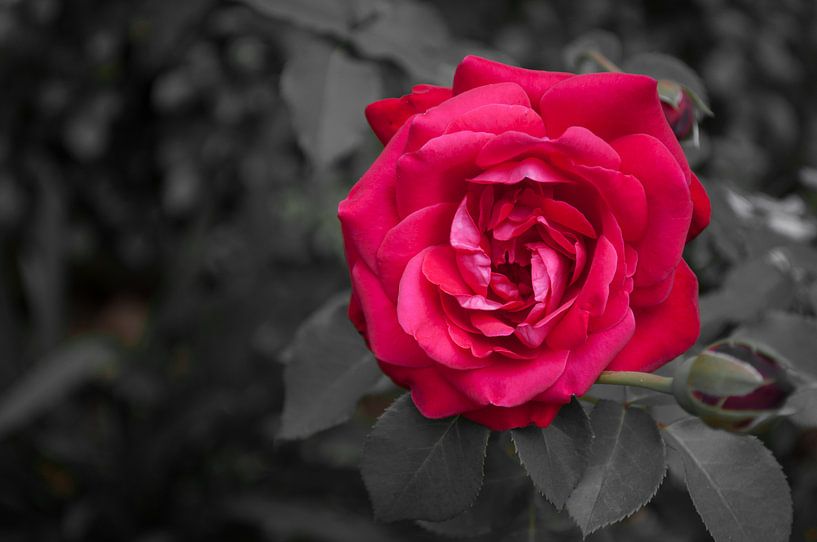 Red rose par Roy Kosmeijer