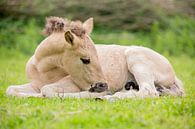 Paarden | Konikpaard veulen - Oostvaardersplassen van Servan Ott thumbnail