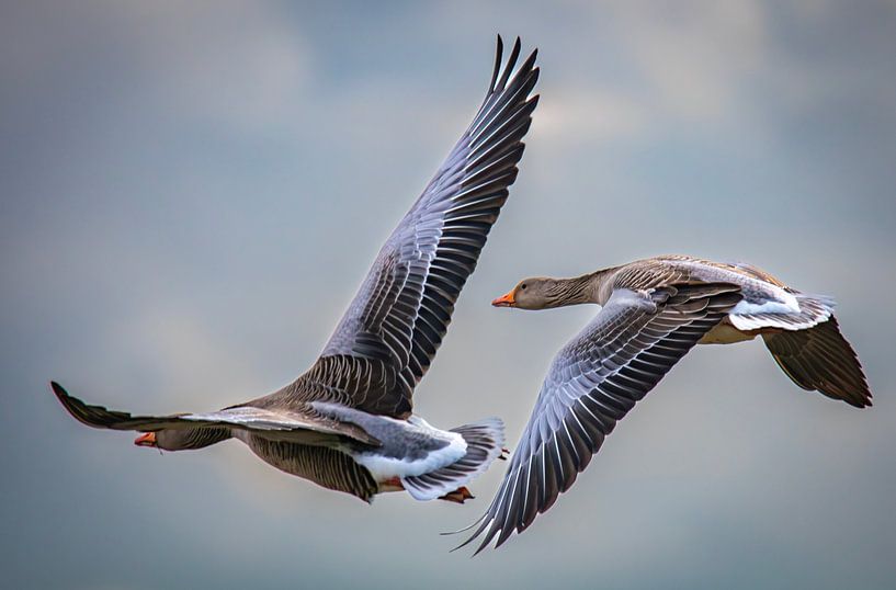 Swans in the sky by Michel Meulenbroek