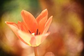 Tulip by Hans Lunenburg