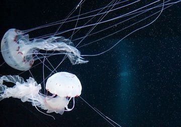 jellyfish by Babetts Bildergalerie