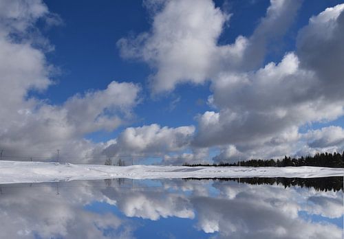 Een veld in het voorjaar