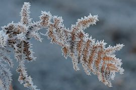 Ice crystals by Art Wittingen