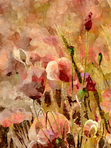 Mijn favoriete bloem - papaver