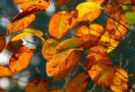 Actuellement... (Feuilles d'automne dans des tons chauds) par Caroline Lichthart Aperçu
