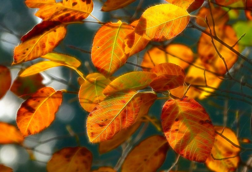 Actuellement... (Feuilles d'automne dans des tons chauds) par Caroline Lichthart