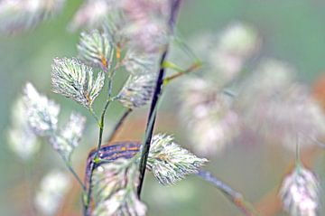 Pluimen Waterdruppels Pastelkleuren | Natuurfotografie van Nanda Bussers