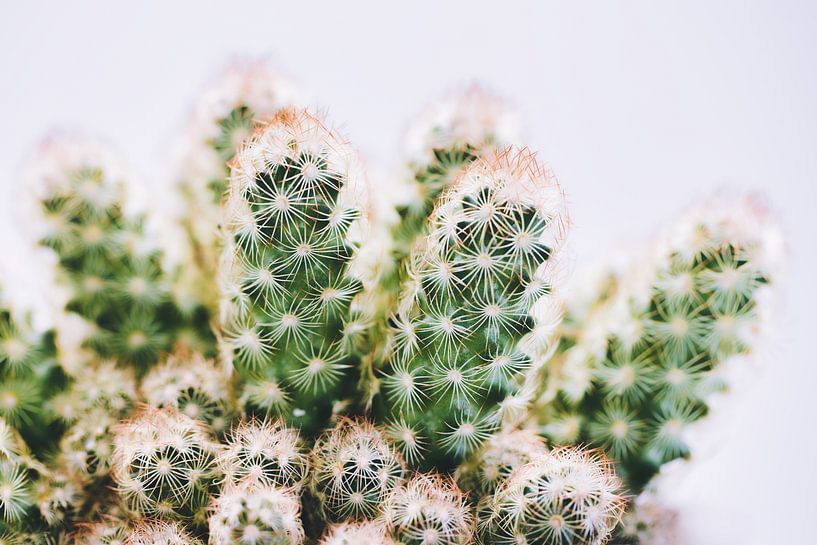 Cactus by Uwe Merkel