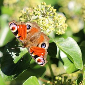 Tagpfauenauge von Matthias Brix