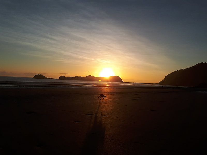 Kangoeroe op het strand zonsopkomst by Bianca Bianca