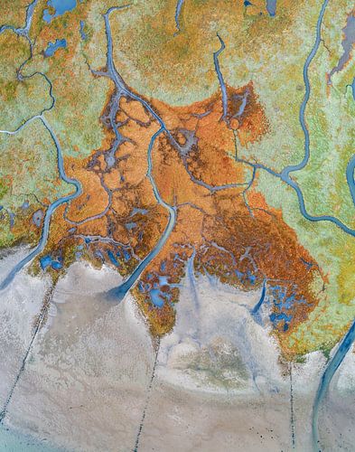 Texel - De Schorre - Rode Zeekraal 01