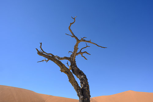 Sossusvlei and Deadvlei (2)