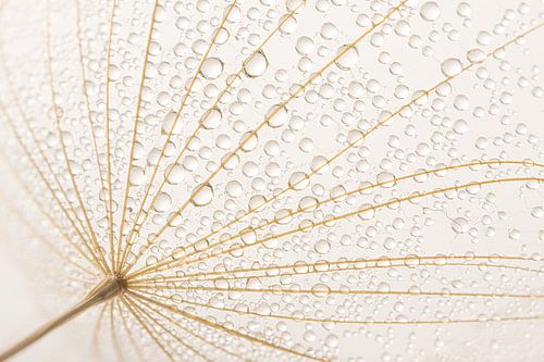 Landelijke eenvoudige rust: Gevangen in een web van de Tragopogon