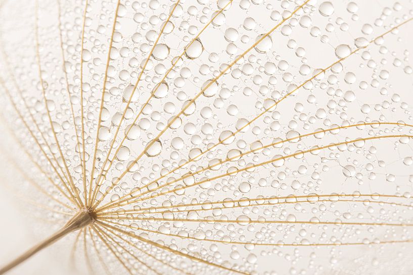 Rural simple calm: Caught in a web of the Tragopogon by Marjolijn van den Berg