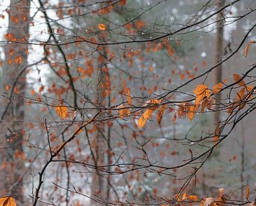 Laub im Winter. von René Jonkhout