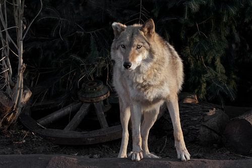 A she-wolf female beautifully lit by the setting sun, a beast in profile.