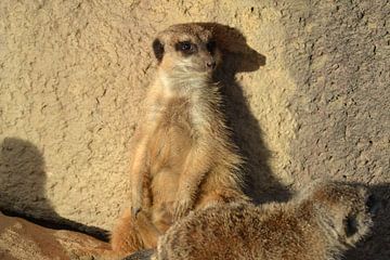 Meerkat resting against wall by Barry Randsdorp