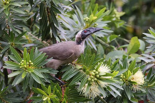 zilvergekroonde broedvogel (Philemon argenticeps) Queensland, Australië