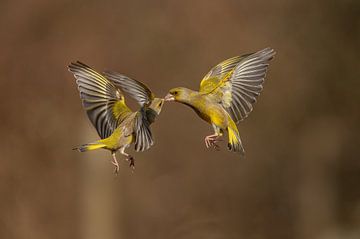 Küssende Grünfinken von Gonnie van de Schans