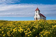 Eine romantische kleine Kirche umgeben von Sonnenblumen auf einer kleinen Insel in Island. von Koen Hoekemeijer Miniaturansicht