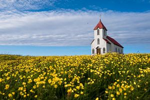 Eine romantische kleine Kirche umgeben von Sonnenblumen auf einer kleinen Insel in Island. von Koen Hoekemeijer