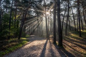 Zonneharpen op een bospad tijdens een mistige zonsopkomst by John van de Gazelle