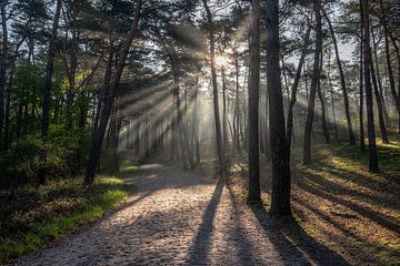 Zonneharpen op een bospad tijdens een mistige zonsopkomst