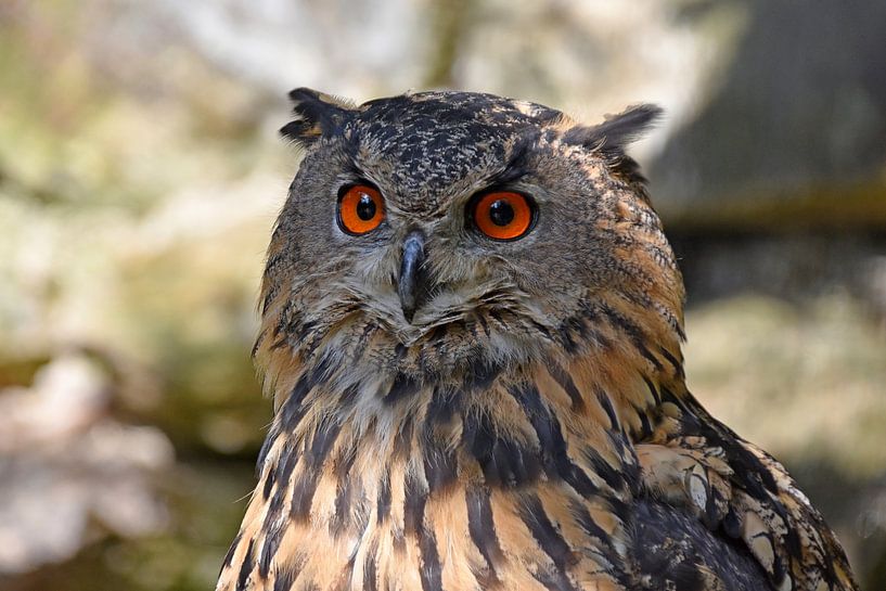 Uhu von Wiltrud Schwantz
