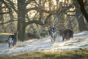 Damherten in natuurgebied van Dirk van Egmond