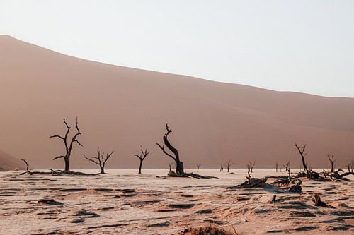 Les deadvlei dans le parc national de Sossusvlei, Namibie