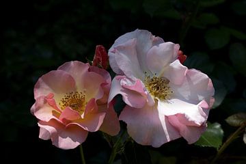 een roze en witte roos met een zweefvlieg van W J Kok