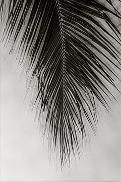 Palm Leaf van Olis-Art