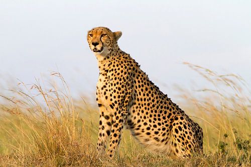 Cheetah