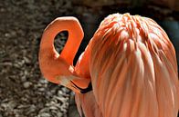 Flamingo in Curaçao by Karel Frielink thumbnail