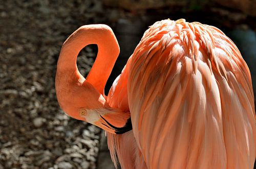 Flamingo in Curaçao