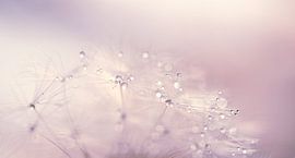 Dandelion fluff, Softness in purple by Hilde Remerie Photography and digital art