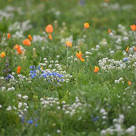 prairie de fleurs sur Petra De Jonge