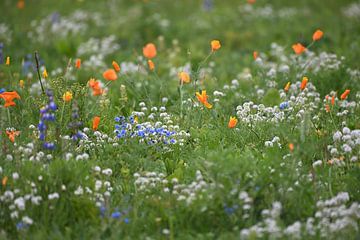 bloemenweide van Petra De Jonge