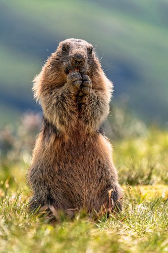 Alpenmarmot