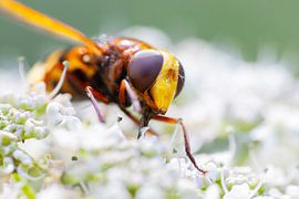 Auf Wolken gehen von Shanna van Mens Fotografie
