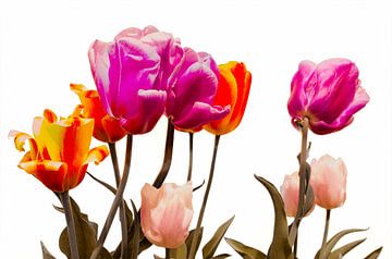 Tulipes sur Freddy Hoevers