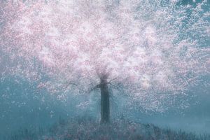 Rêve aux fleurs roses