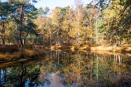 Bosmeer with beautiful reflections of autumn colours of golden leaves in the Utrechtse Heuvelrug, Ze by John Ozguc