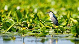 Nachtreiher im Donaudelta