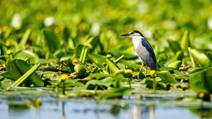 Nachtreiher im Donaudelta von Roland Brack