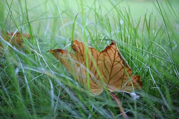 Herfst blad van Loorsin