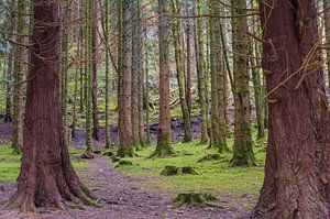 Het Grote Enge Bos in kleur van Peter Schütte