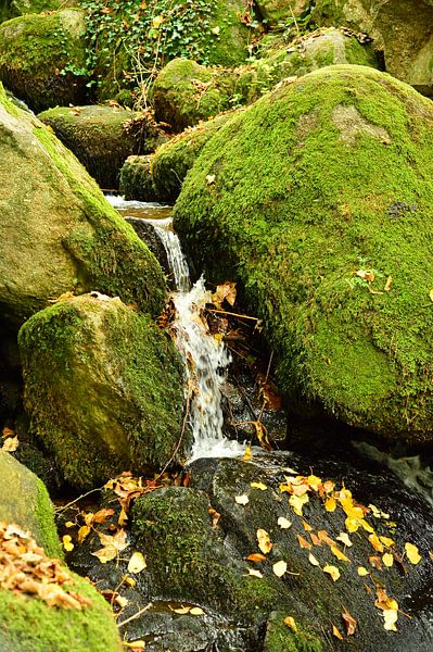 Mountain stream black forest 2.5 by Ingo Laue